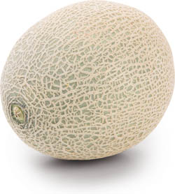 Melón cukrový Cantaloupe 800g+ čerstvý váž. cca kg/ks